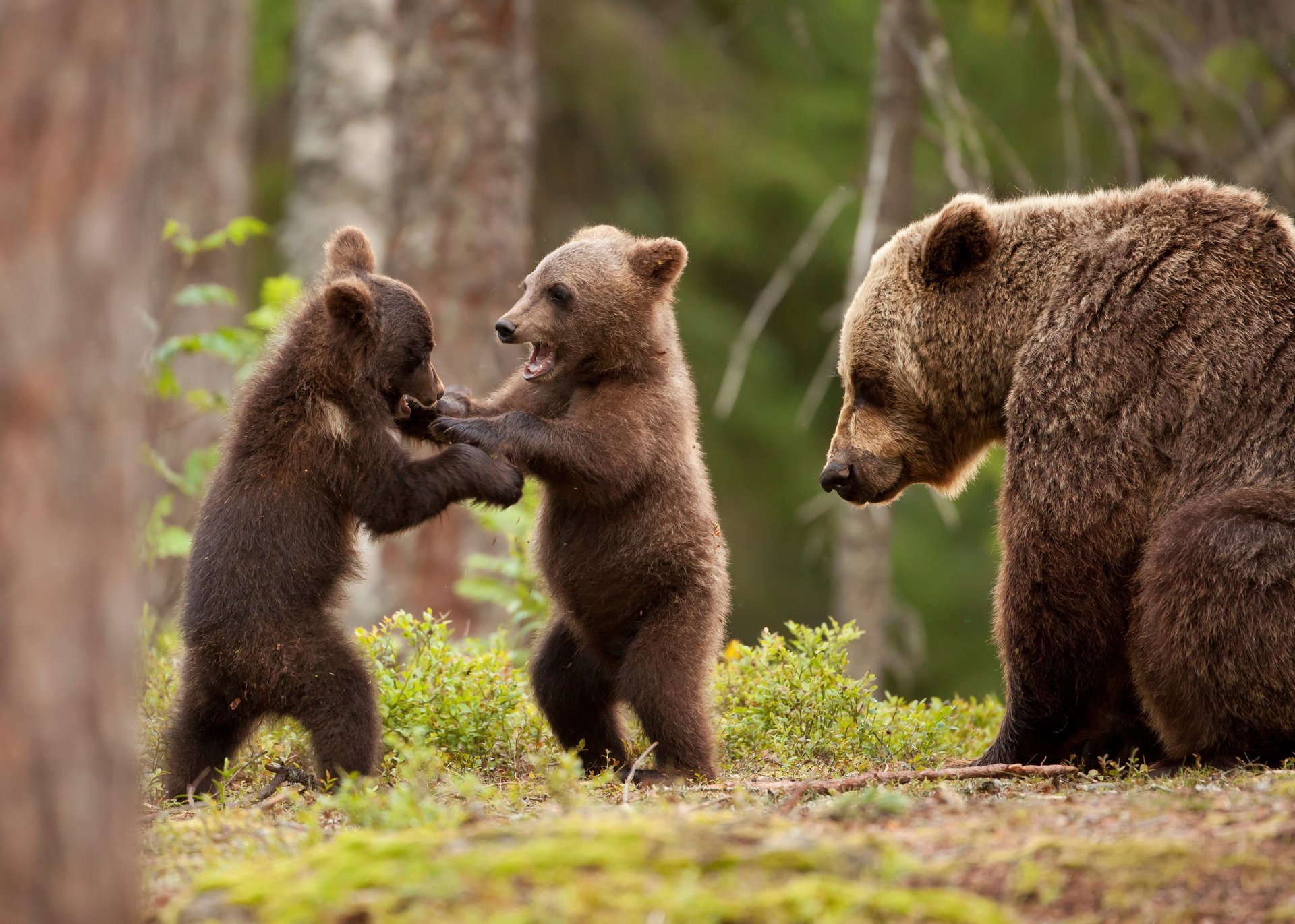 wald bär bär