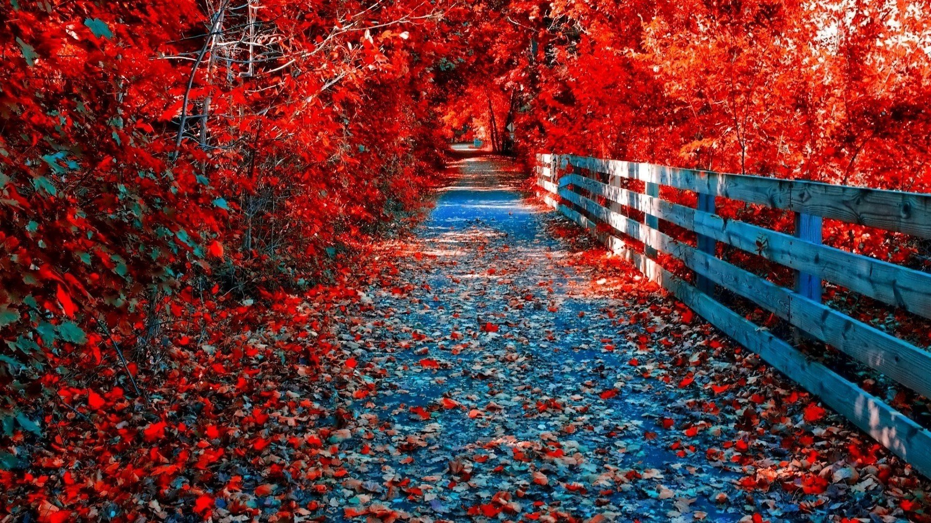 goldener herbst straße zaun bäume