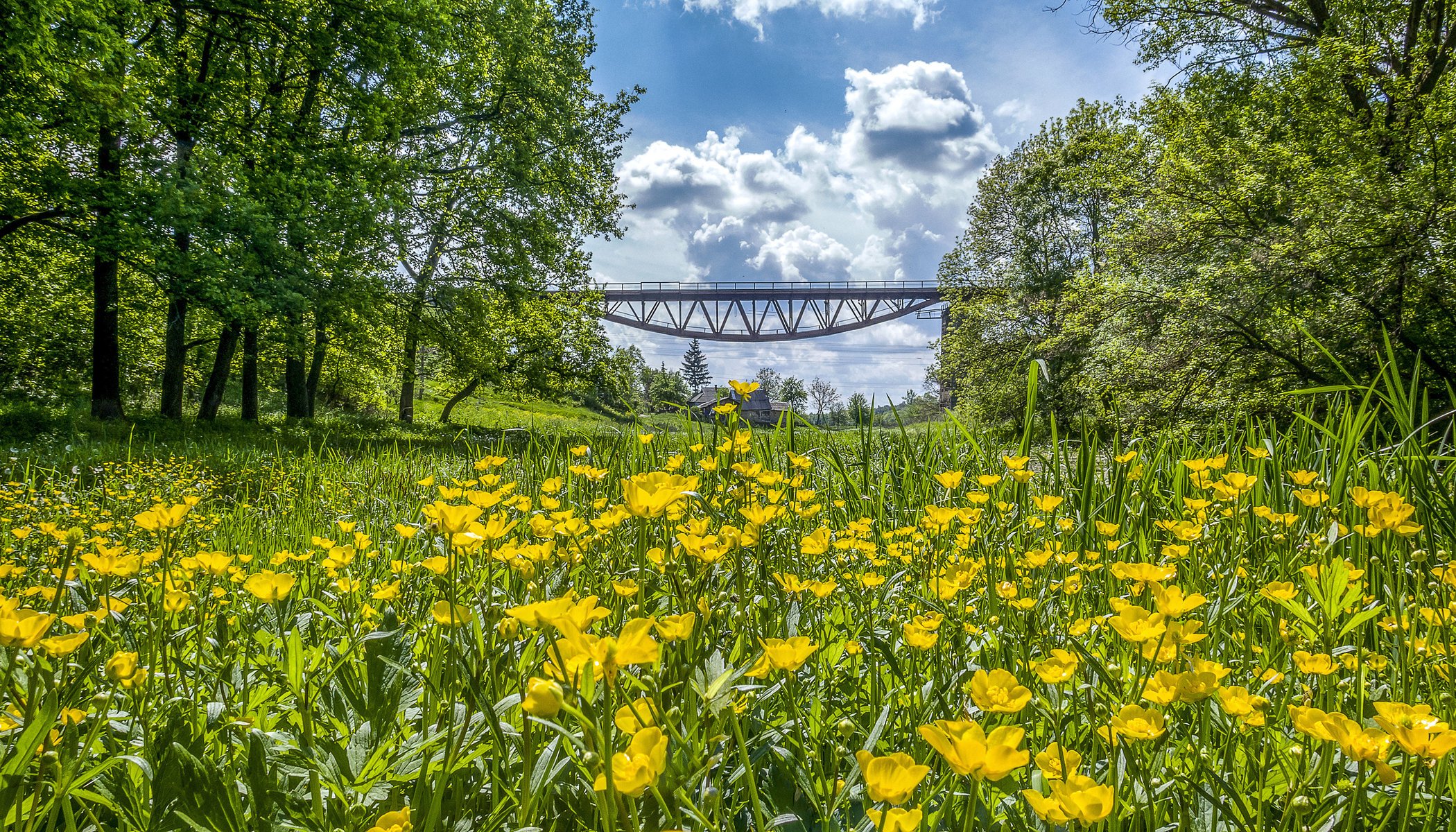 ukraine blumen butterblumen natur brücke bäume himmel wolken