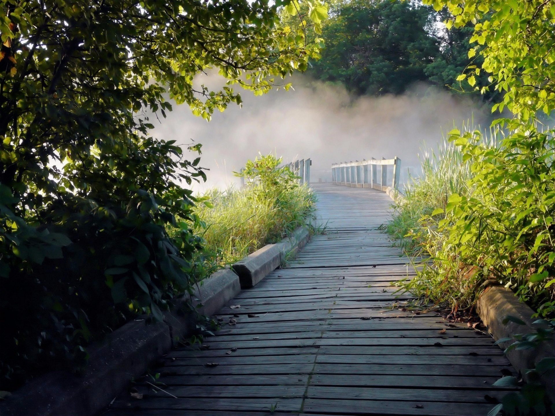 sommer nebel brücke