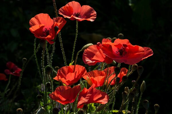 Rote Mohnblumen auf schwarzem Hintergrund