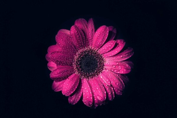 Tau auf einer rosa Blume auf einem schwarzen Hintergrund