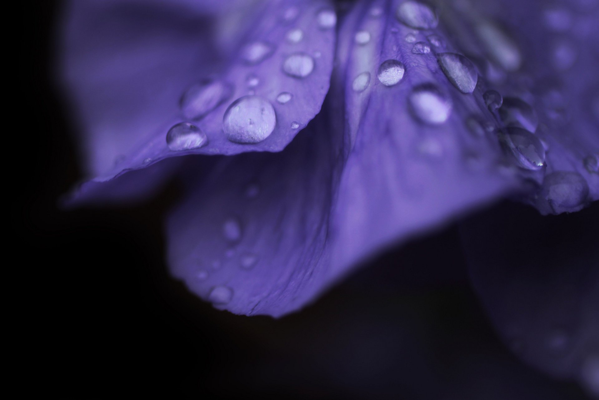 makro blume tropfen tau blume macro blume tropfen
