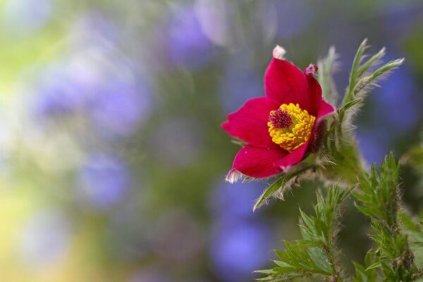 Schöne rosa Blume auf einem verschwommenen lila grün Hintergrund