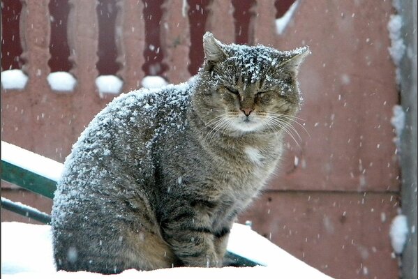 Eine große Katze sitzt unter dem Schneefall