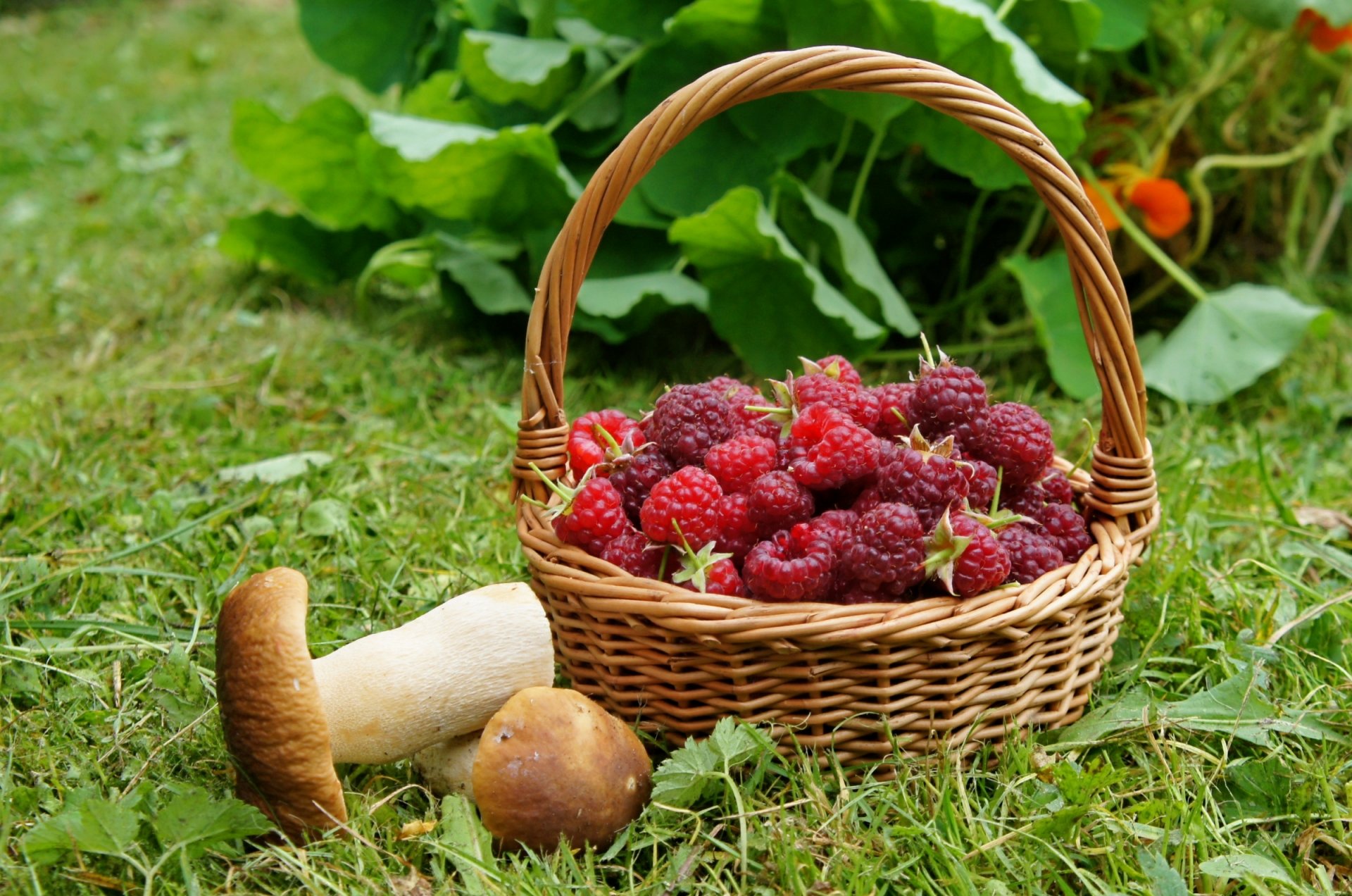 himbeeren pilze korb steinpilze