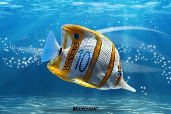 Ozean, Fisch. Wallpaper für Windows 10
