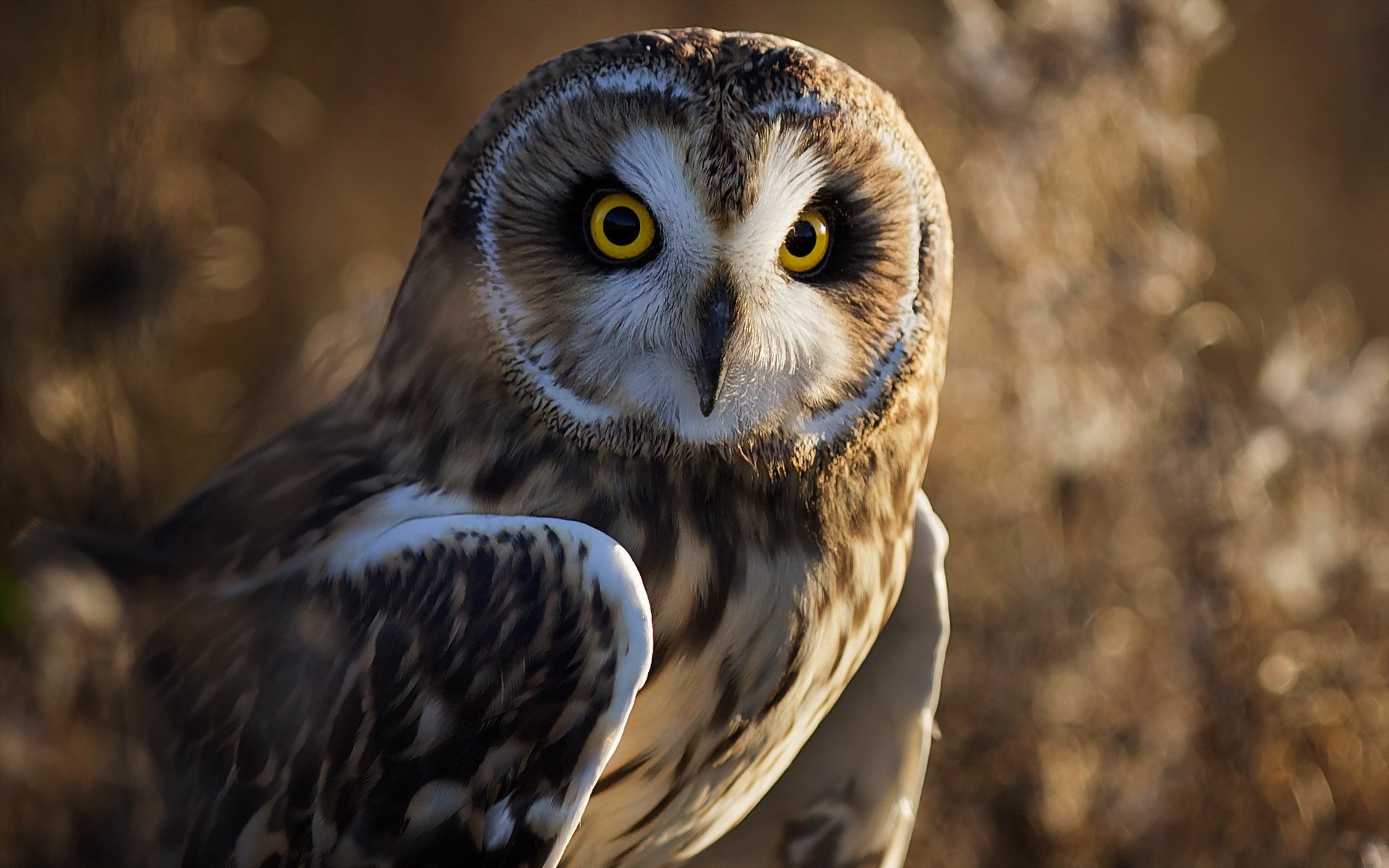 vogel eule natur