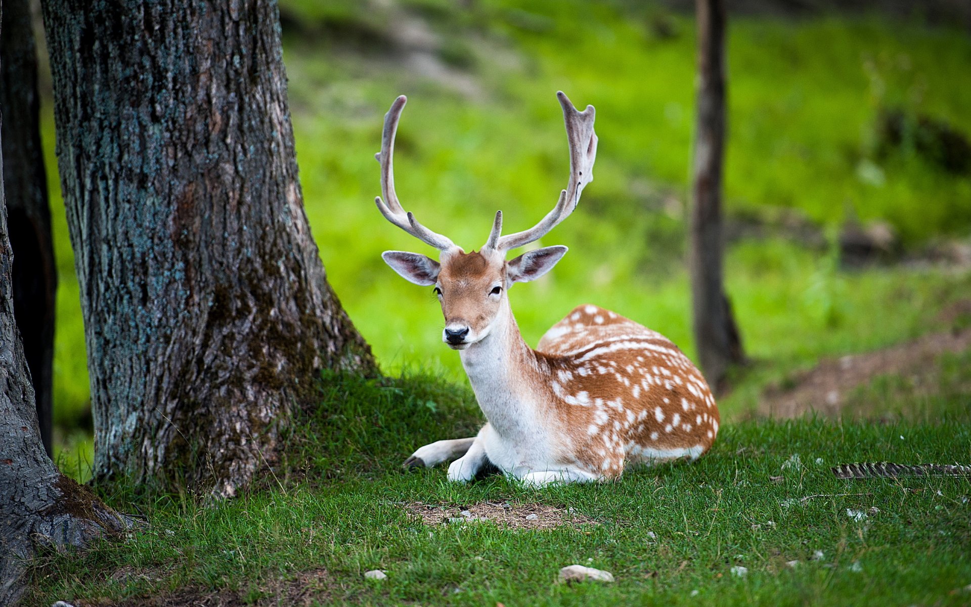 hirsch natur sommer