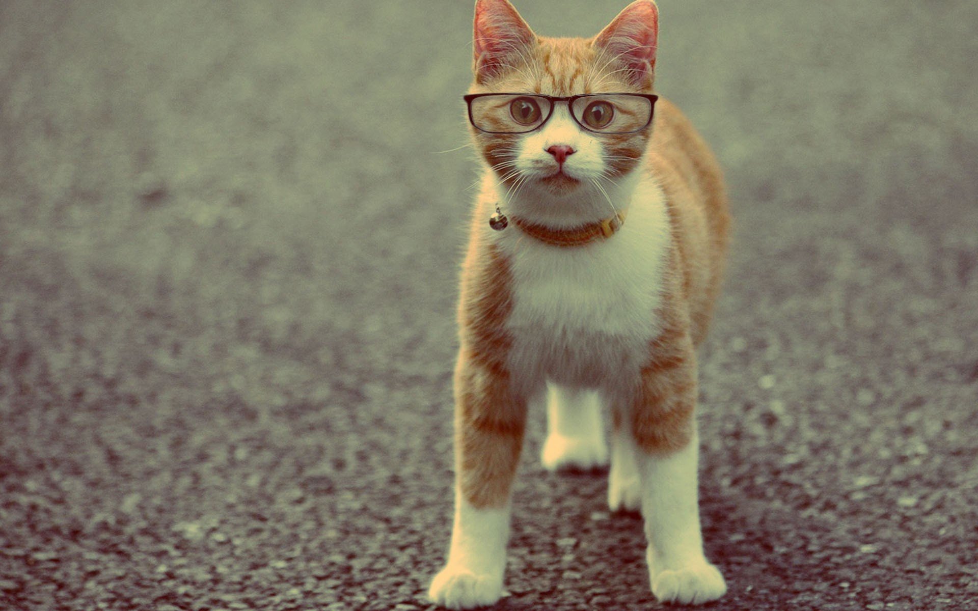 katze tier halsband brille rot