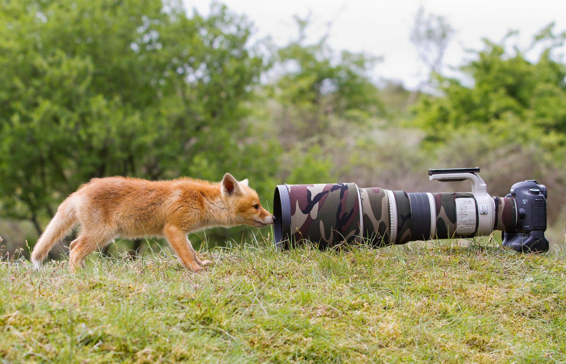 fuchs tier natur gras kamera kamera objektiv neugier