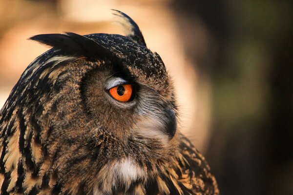 Eule mit orangefarbenen Augen im Profil