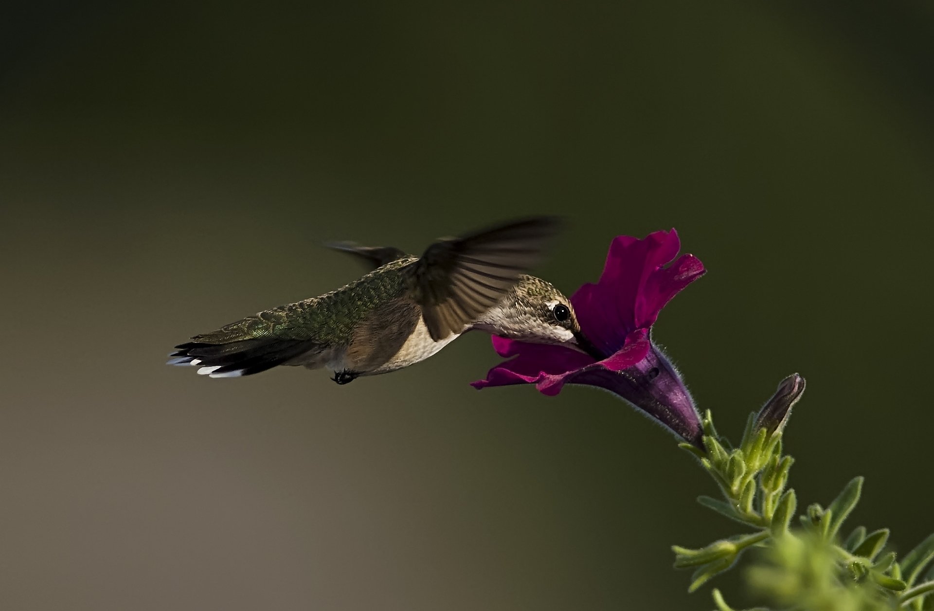 makro vogel kolibri blume petunie