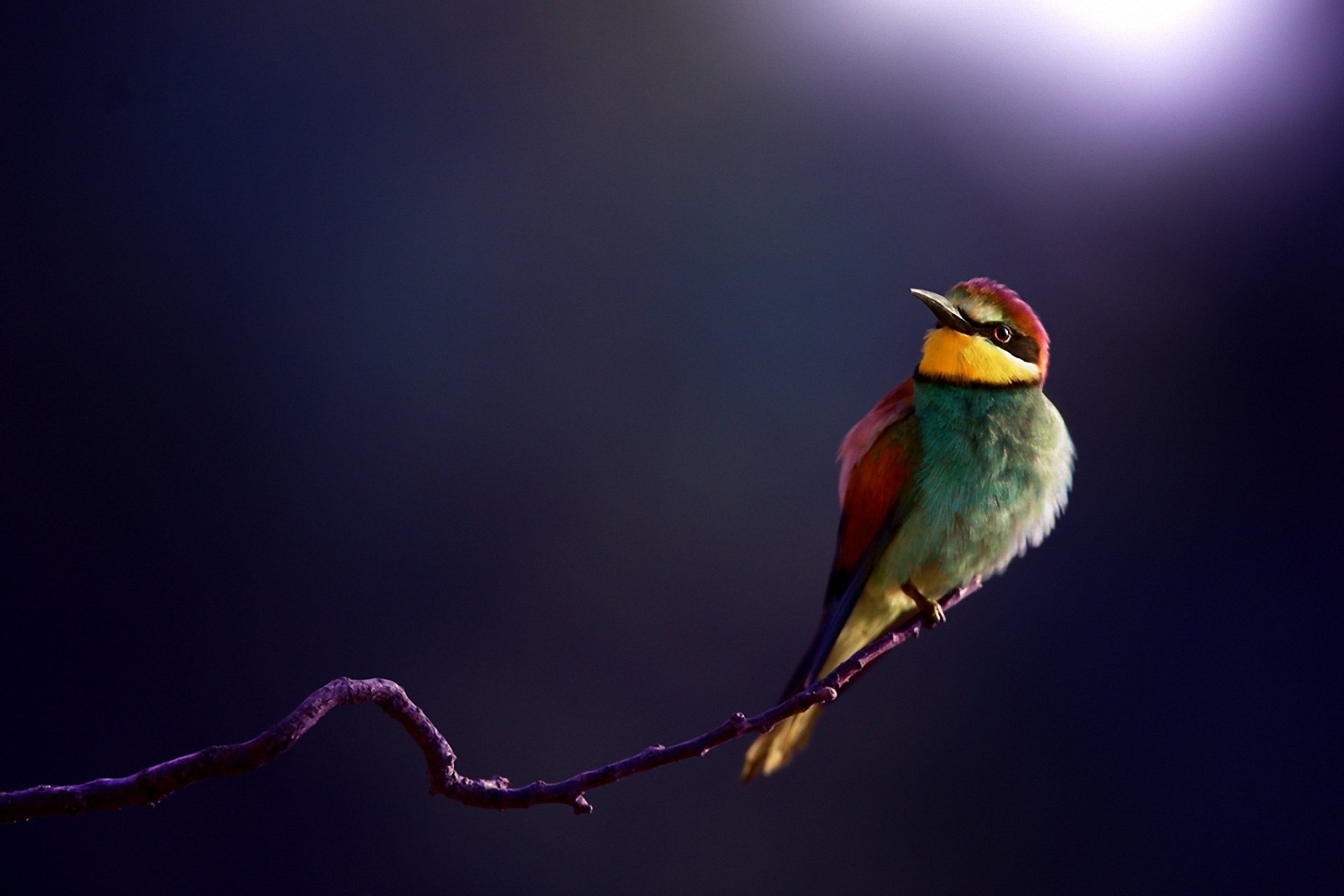 bienenfresser vogel zweig makro hintergrund goldener pickel