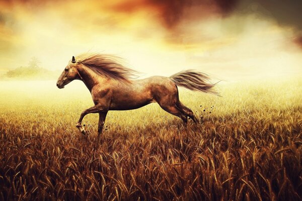 Ein Pferd im Feld laufen