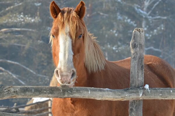 Winterfoto eines Pferdes hinter einem Zaun