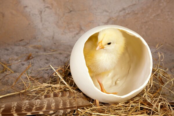 Huhn, Schale, Küken schlüpfen, kleiner Vogel