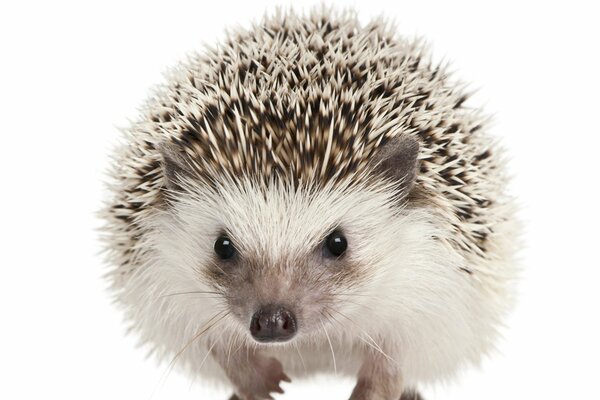 Säugetiere Igel im Nebel auf weißem Hintergrund