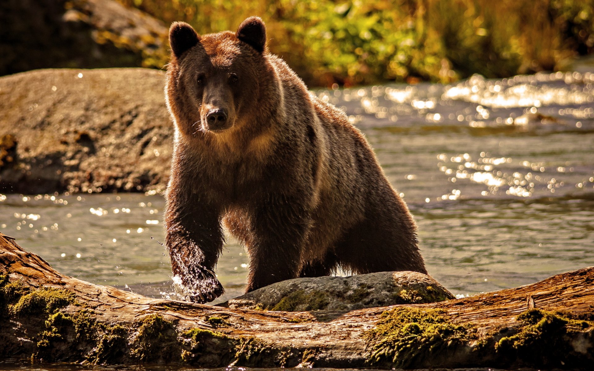 bär wasser fluss natur