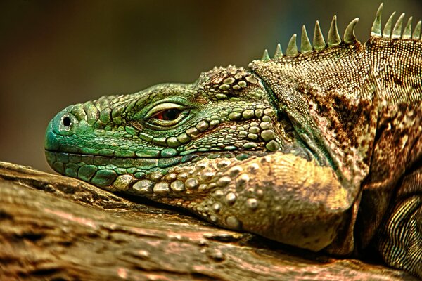 Leguan, der Sonnenbaden nimmt