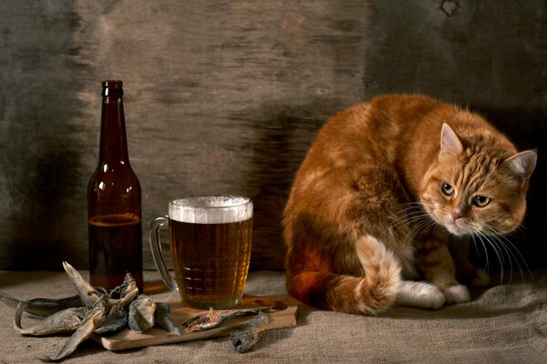 Rote Katze neben einem Becher Bier und trockenem getrocknetem Fisch