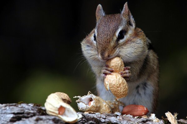 Chipmunk isst Nüsse in der Natur