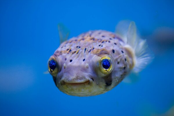 Hogu-Fische in einer natürlichen Umgebung