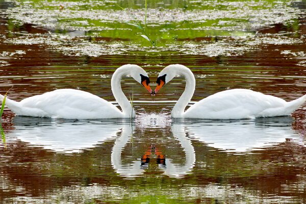 Liebe schöne Schwäne am See