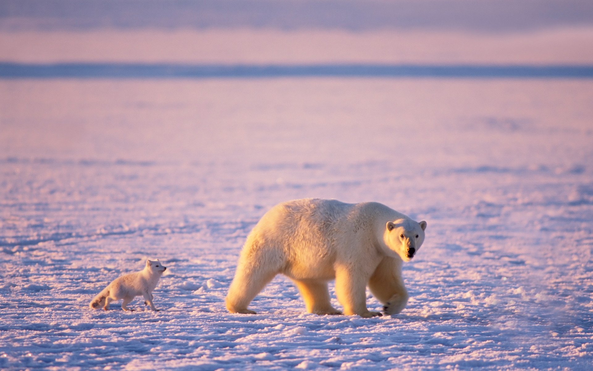 eisbär eisbären polarfuchs arktis bär