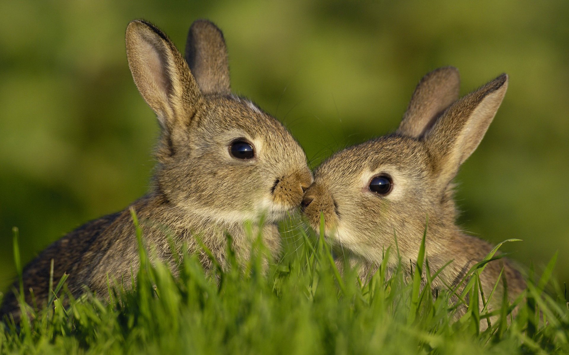 tiere hasen sommer gras