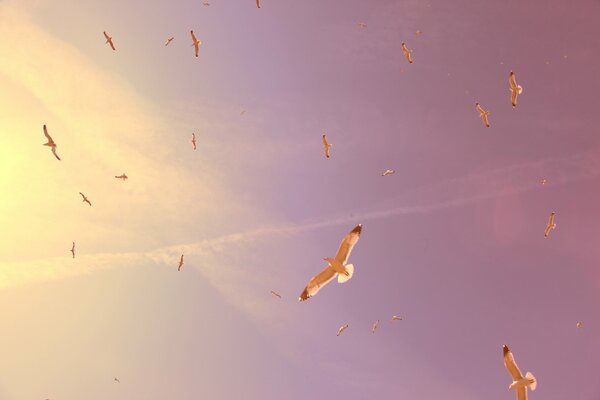 Große hundert Möwen am Himmel. Schwebende Vögel