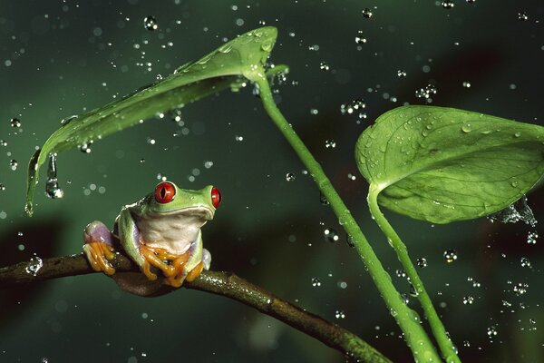 Frosch auf einem Ast unter Wassertropfen