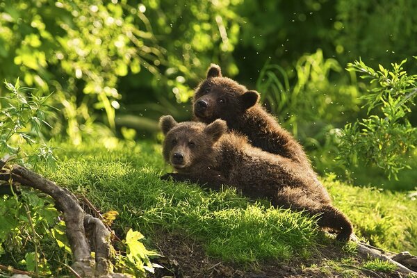 Zwei Braunbären mitten im Wald