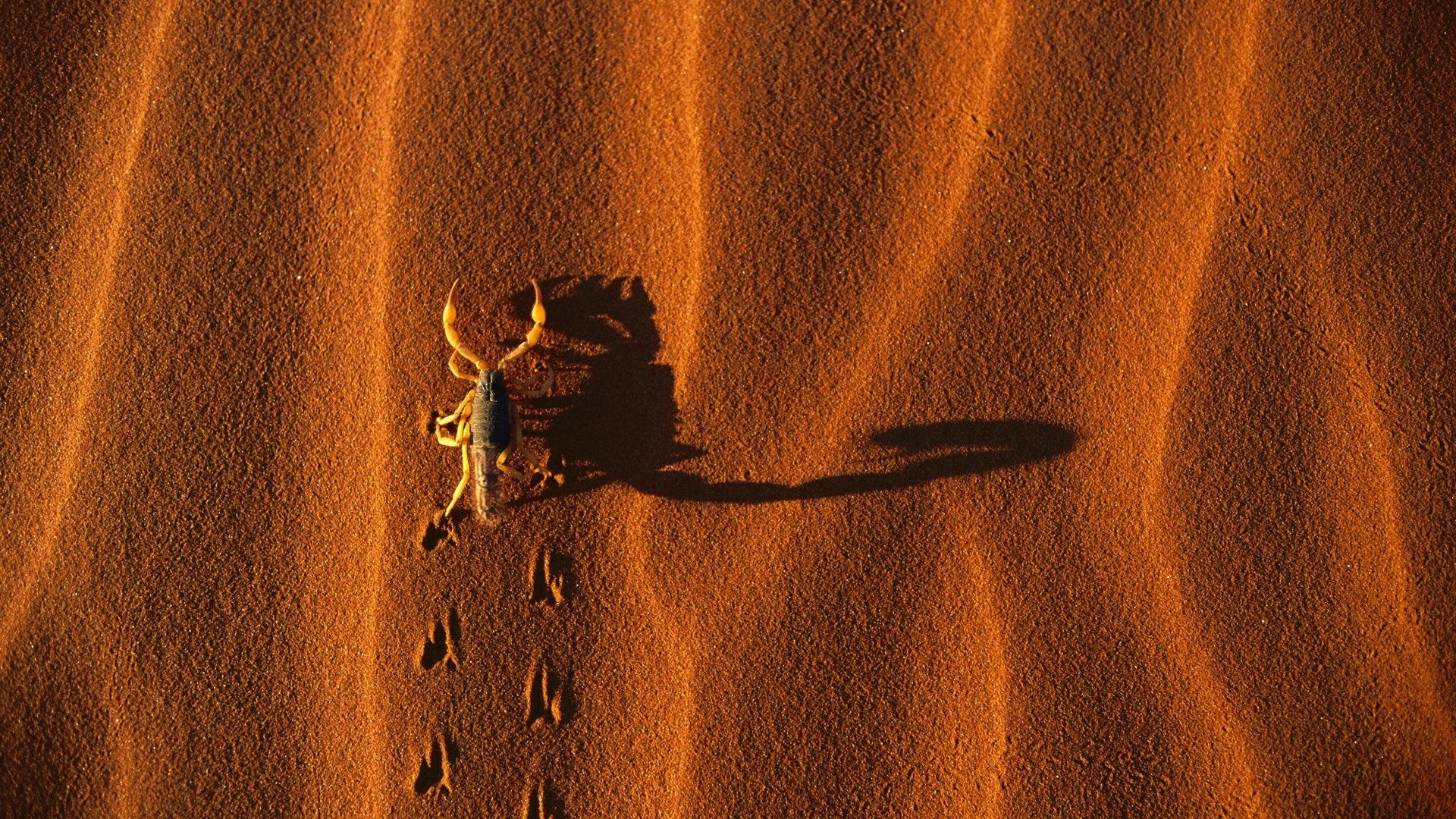 skorpion sand schatten spuren