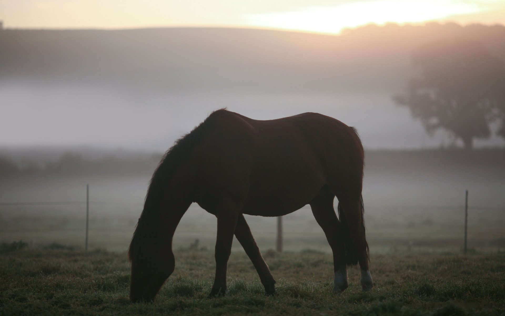 tiere landschaften pferde pferde feld weide gras nebel morgen