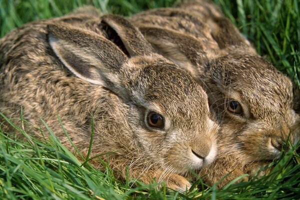 Hasen im Gras. Zwei Ohrmuscheln