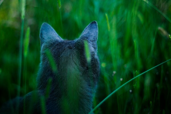 Die russische blaue Katze der Rasse jagt im Gras