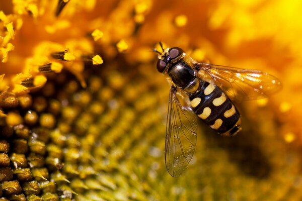 Biene Nahaufnahme auf Sonnenblume