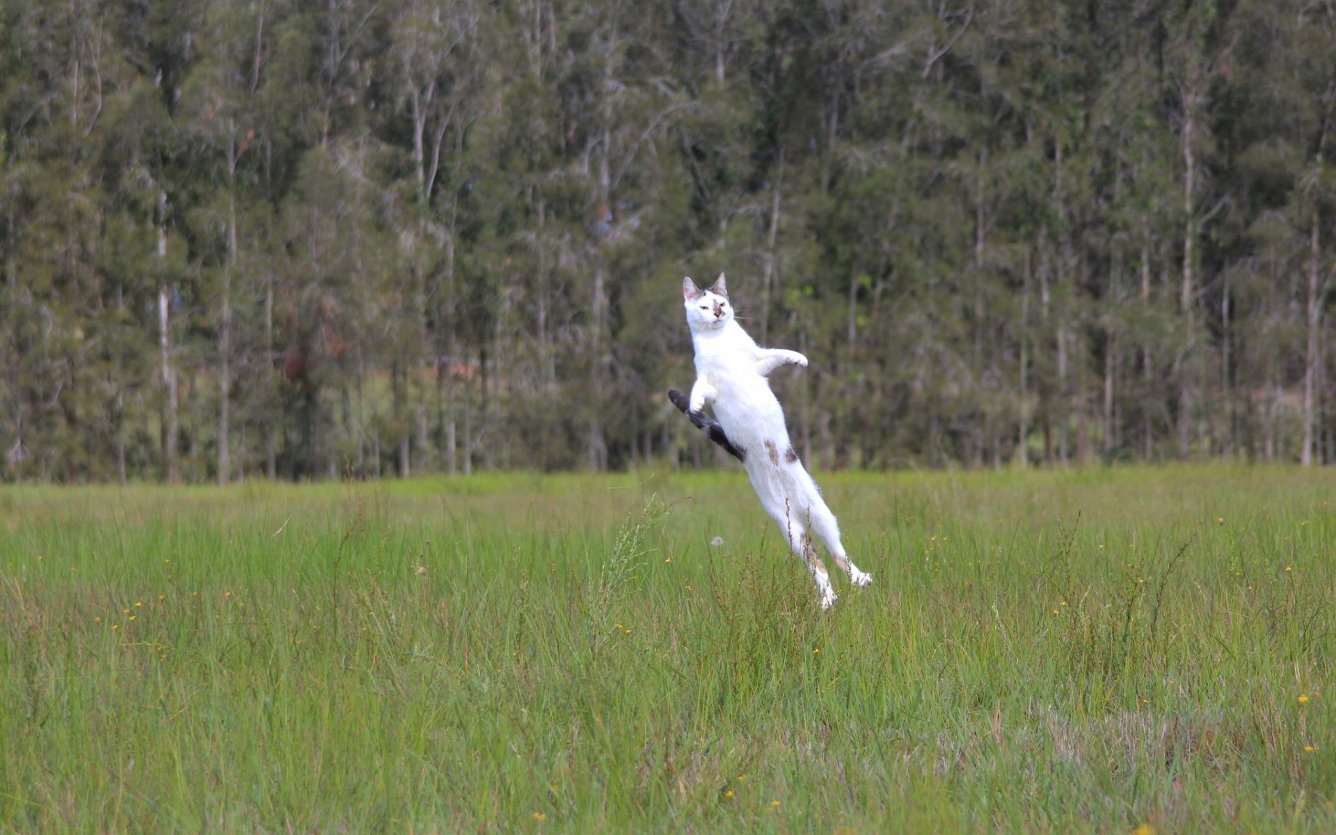 raketenkatze raketenkatze start normalflug katze katze sprung wiese gras
