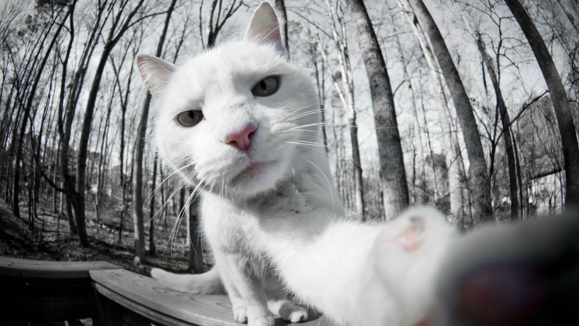 selfies katze weiß foto vor der kamera