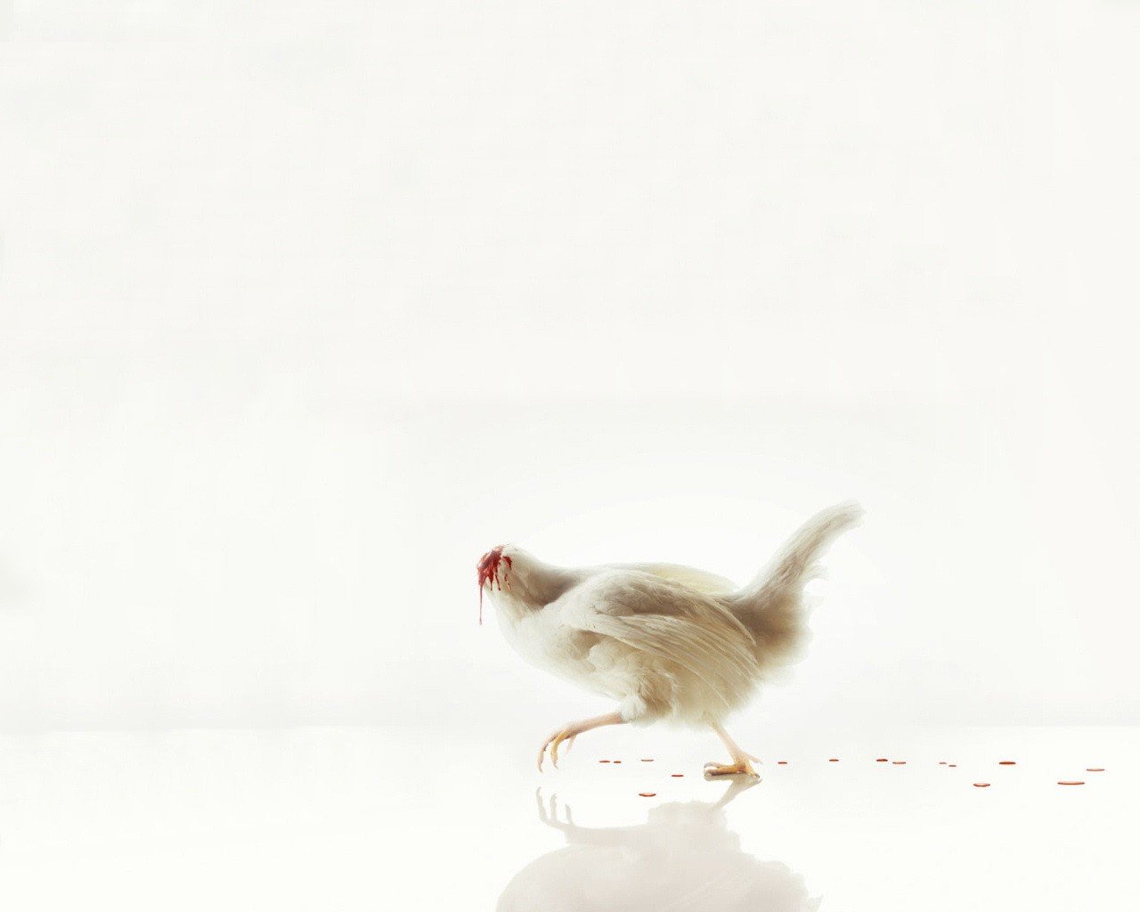 weiß huhn kopflos blut