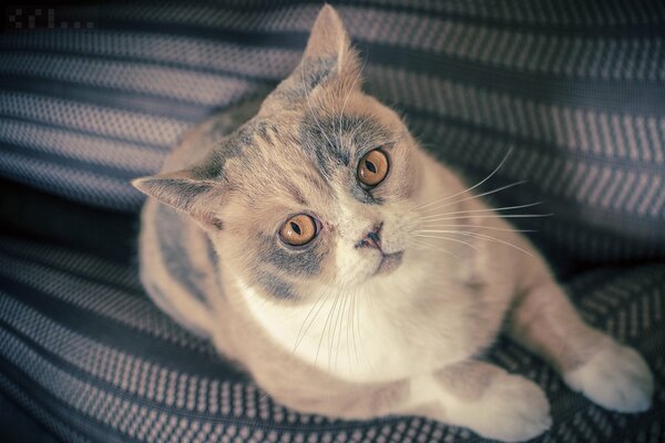 Die orangefarbenen Augen einer britischen Katze