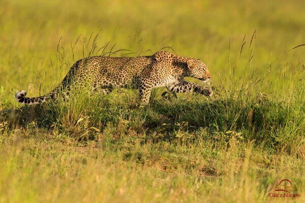 Leopard Raubtier Jagd Savanne