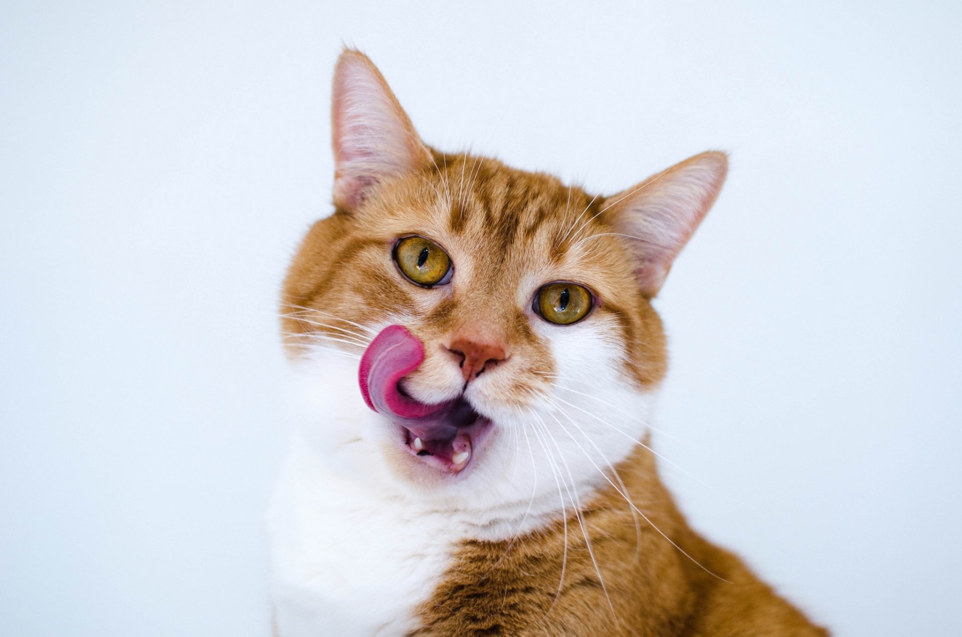 katze wolle zunge blick