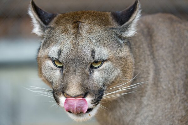 Der Cougar, der fragt: Wer ist der nächste