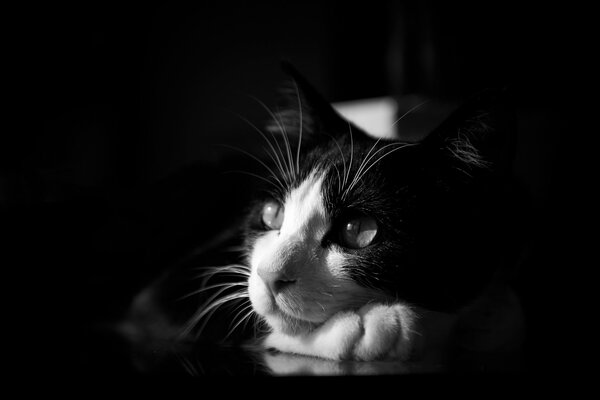 Eine schwarze und weiße Katze schaut in die Ferne