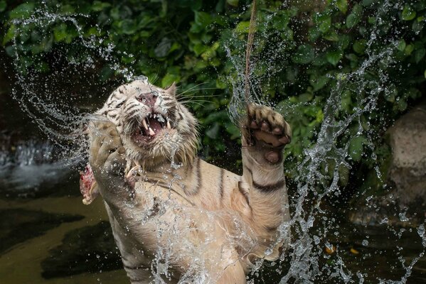 Weißer Tiger Baden im Wasser