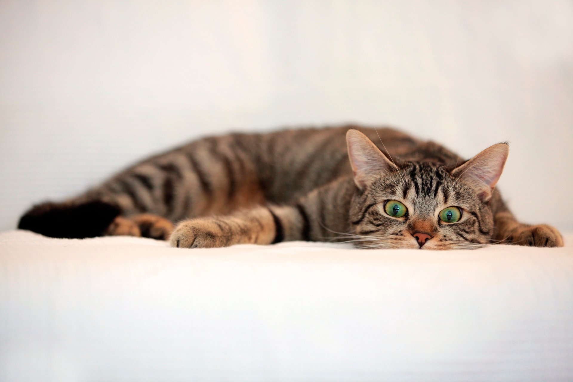 katze gestreift blick