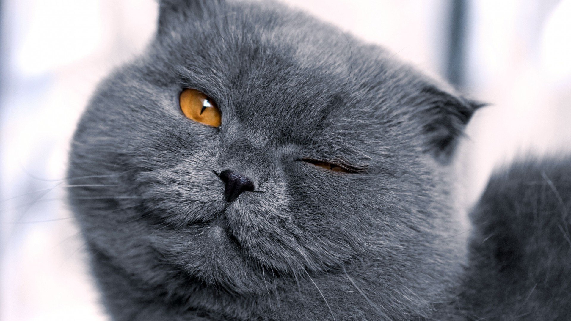 katze grau schnauze