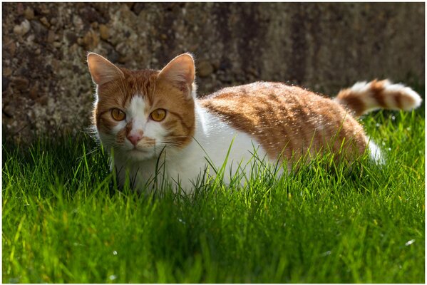 Rothaarige Katze im grünen Gras